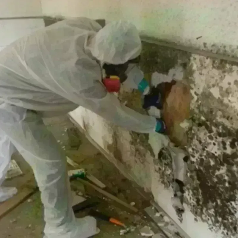 Mold Remediation and Removal in Mertzon, TX